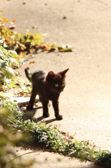 こねこ