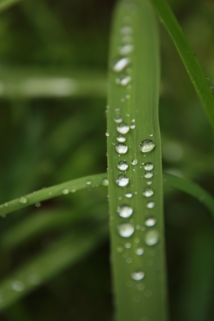 雨上がり