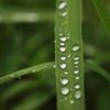 雨上がり