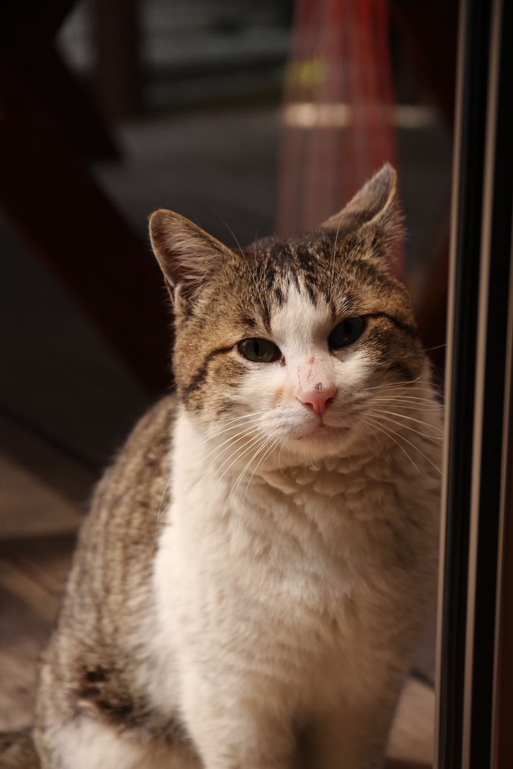 のらねこ
