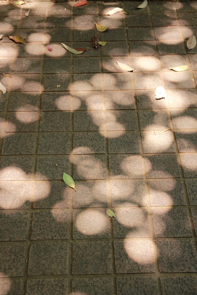 木漏れ日