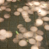 木漏れ日