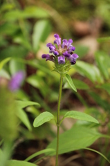 ミヤマウツボグサ