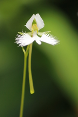 鷺草