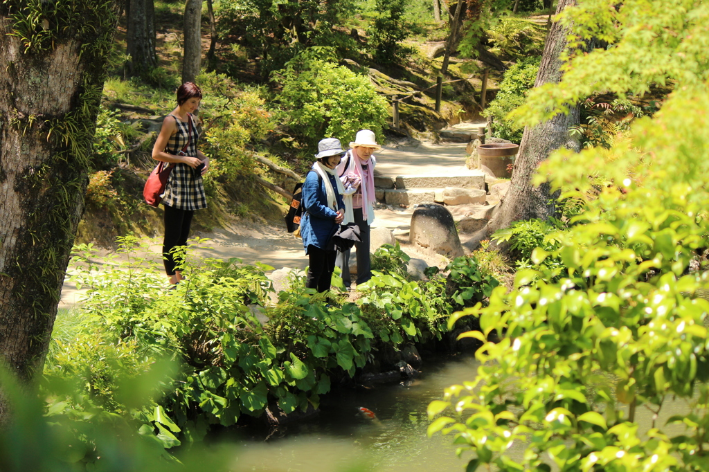 あらお母さん無視してるわね。＠縮景園