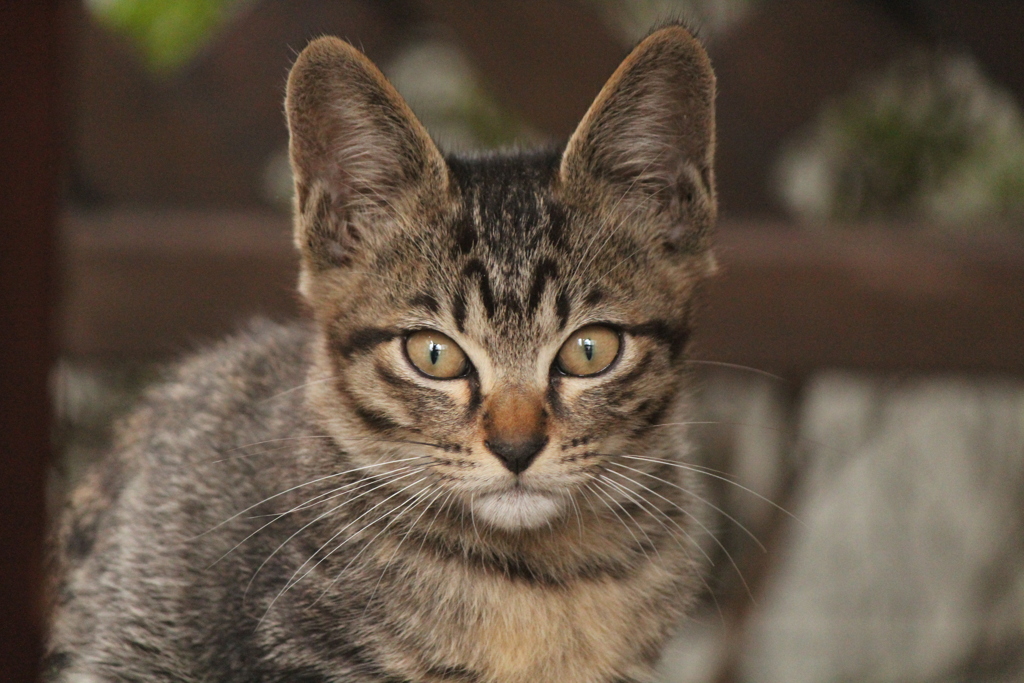 野良猫さん