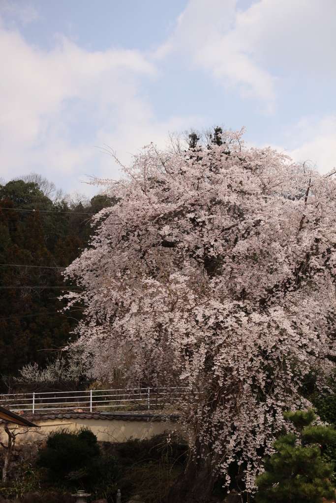 枝垂れ桜