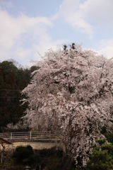 枝垂れ桜