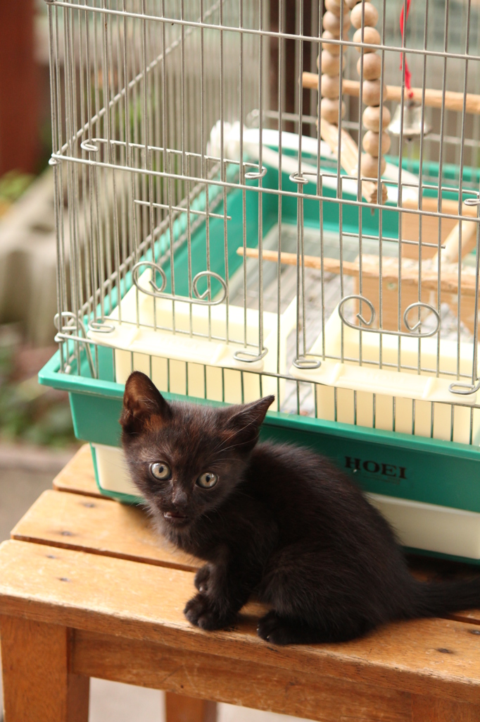 こねこ