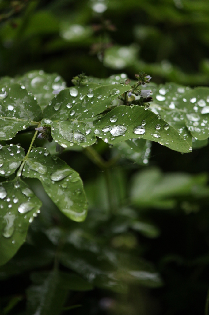 雨上がり