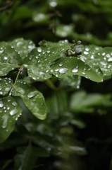 雨上がり