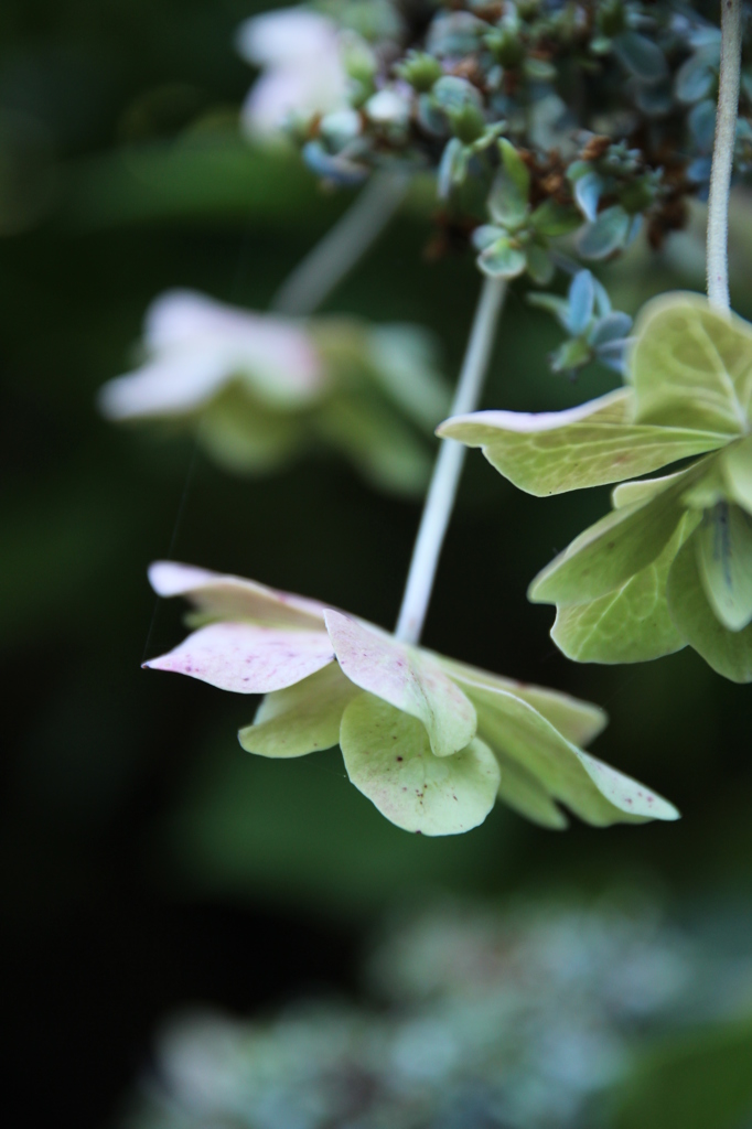 おしまいのあじさい