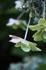 おしまいのあじさい