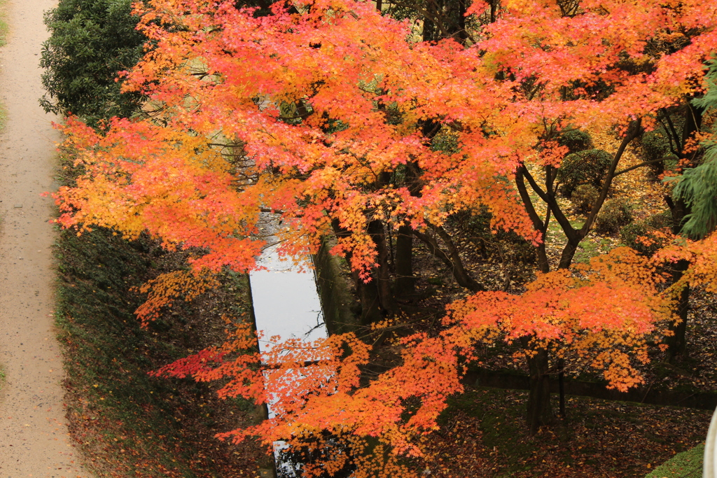紅葉