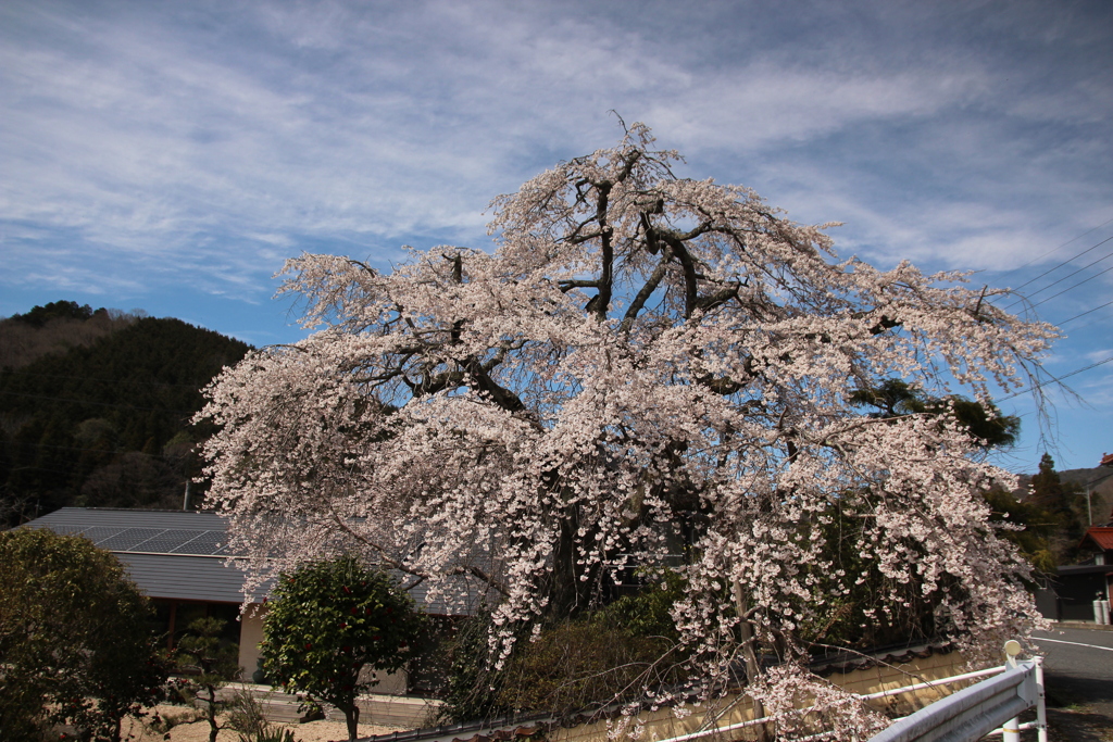 桜