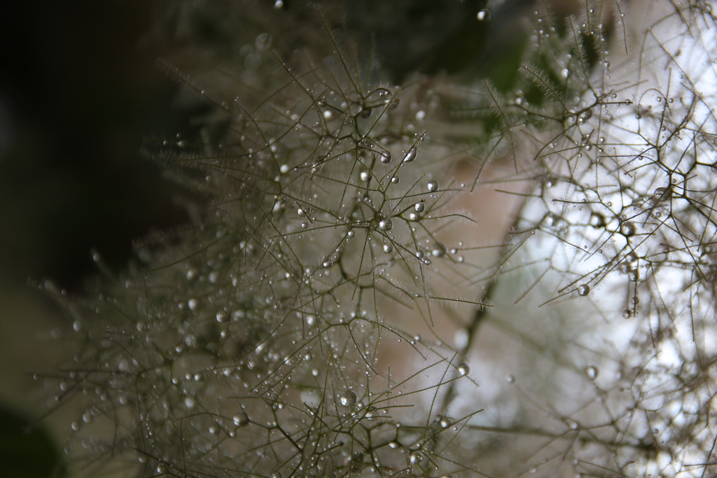 スモークツリー