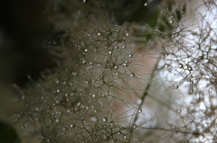 スモークツリー