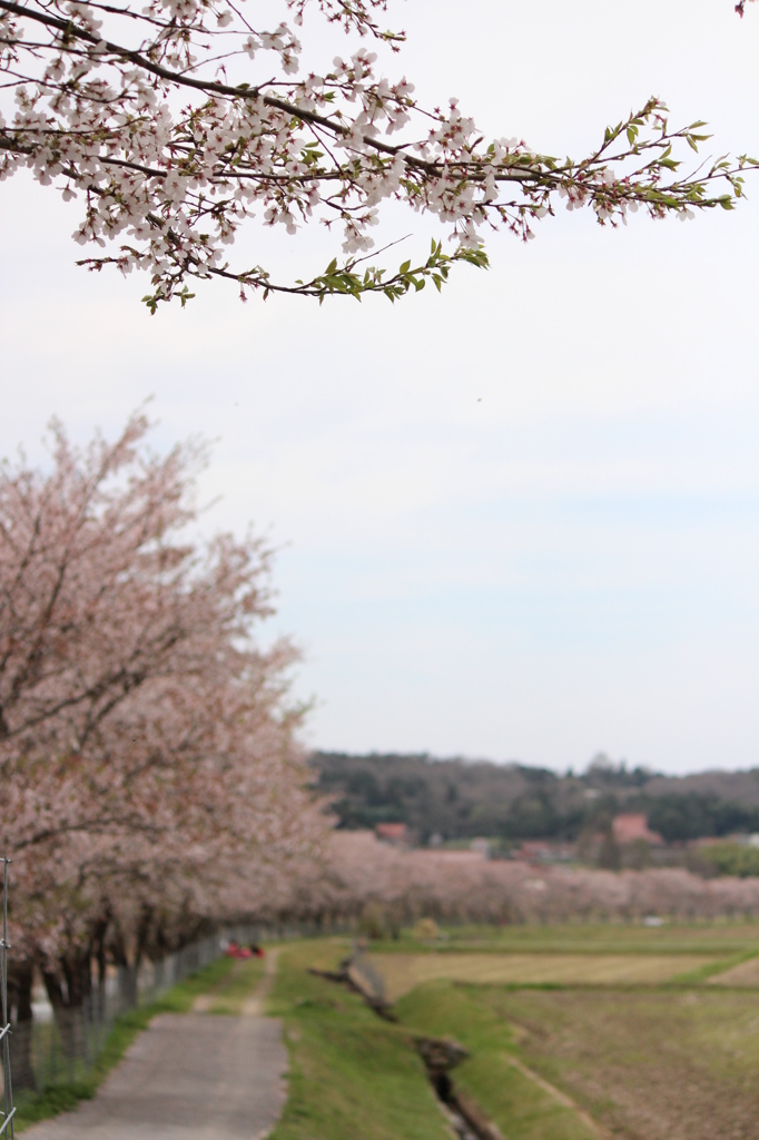 千本桜＠美波羅川