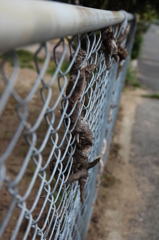 フェンス フェンス