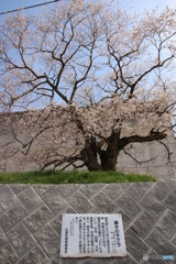 藤木の桜