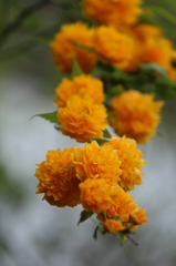 山吹