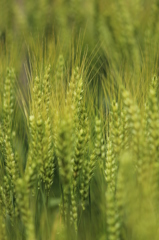 いろづいてきた