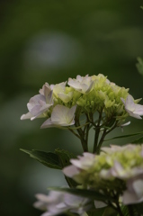 あじさい あじさい