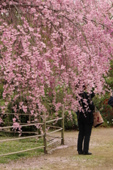 もぐって撮影
