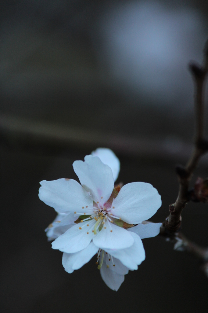師走の桜