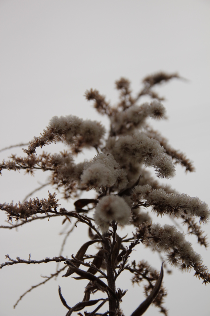 セイタカアワダチソウ