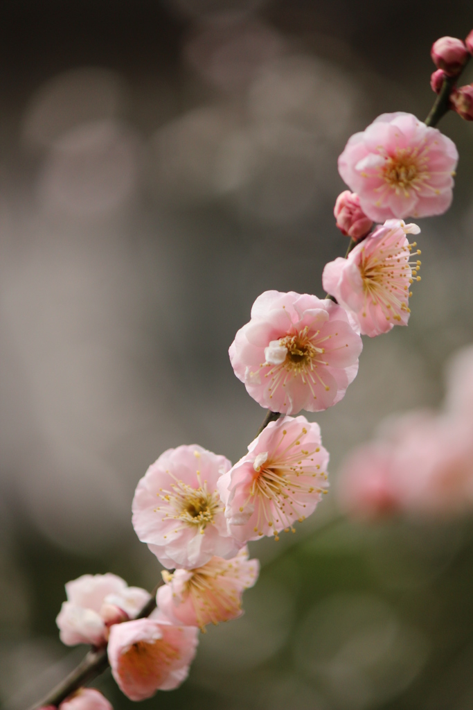 梅