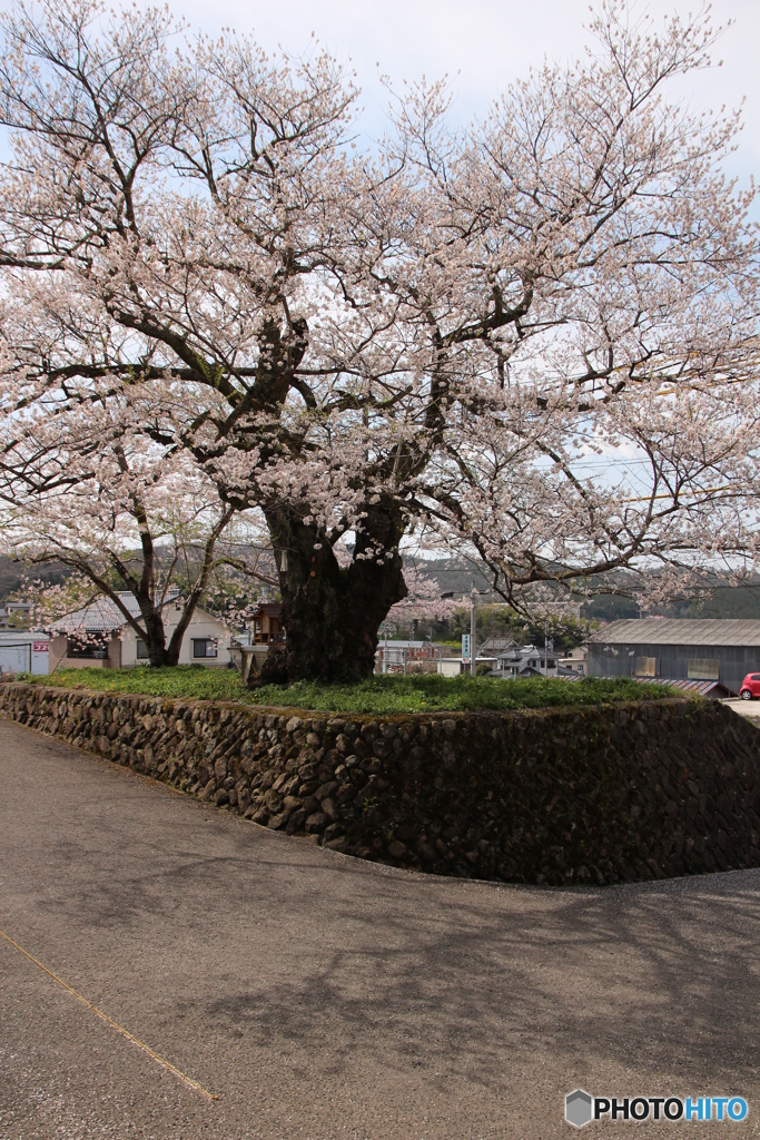藤木の桜