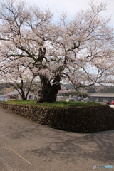 藤木の桜