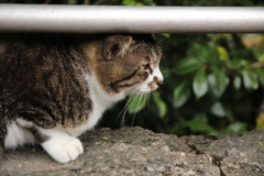 ねこ