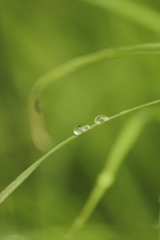 雨上がり