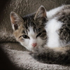 寒い日のねこ