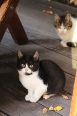 子猫