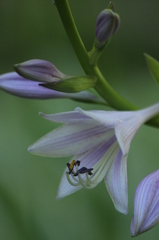 ギボウシ ギボウシ