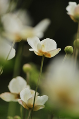 秋明菊
