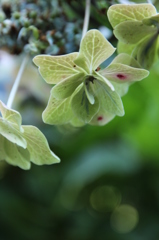 おしまいのあじさい