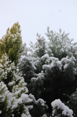 雪の日