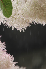 あめふり