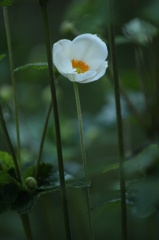 しゅうめいぎく