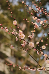 桃梅
