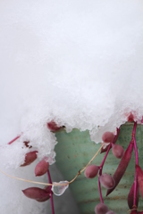 雪の日