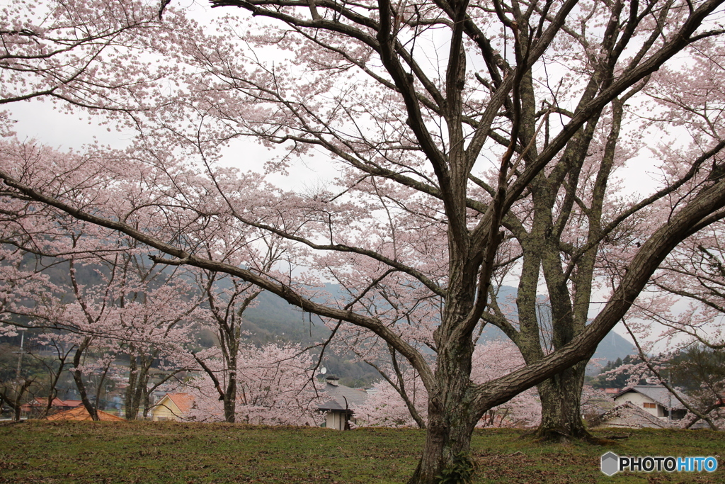 桜