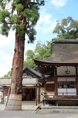大神神社