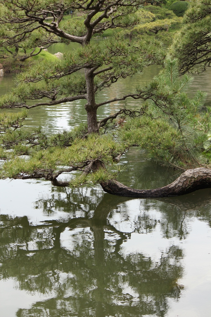 「し」の松＠縮景園