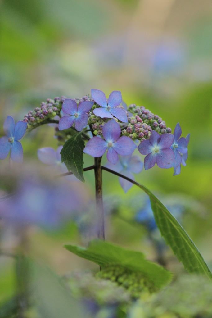 あじさい