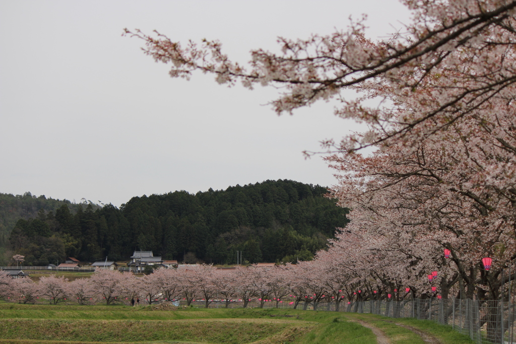 千本桜＠美波羅川